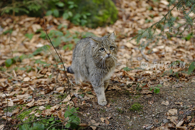 野猫(Felis silvestri)